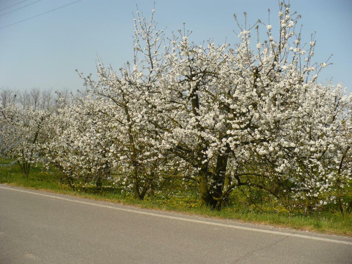 Bed and Breakfast L'Albero Della Gioia Villanova sull'Arda Exterior foto